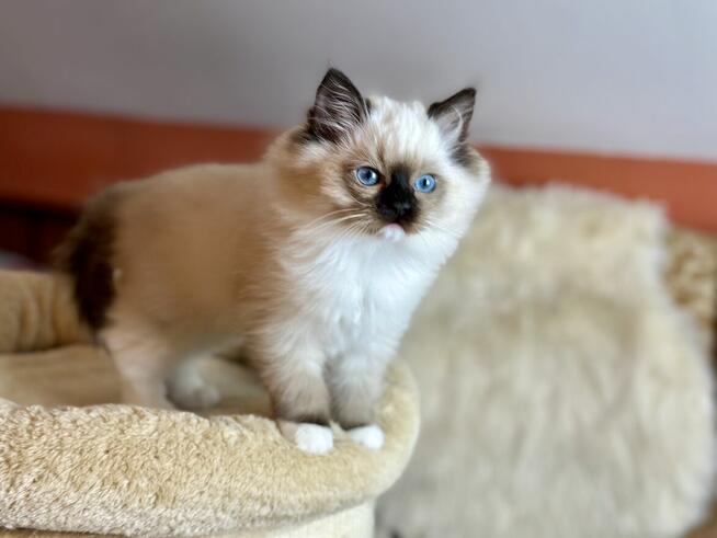 Ragdollki urocze kociaki