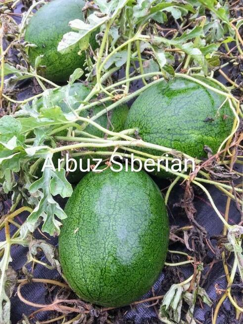 Arbuz Siberian słodki nasiona
