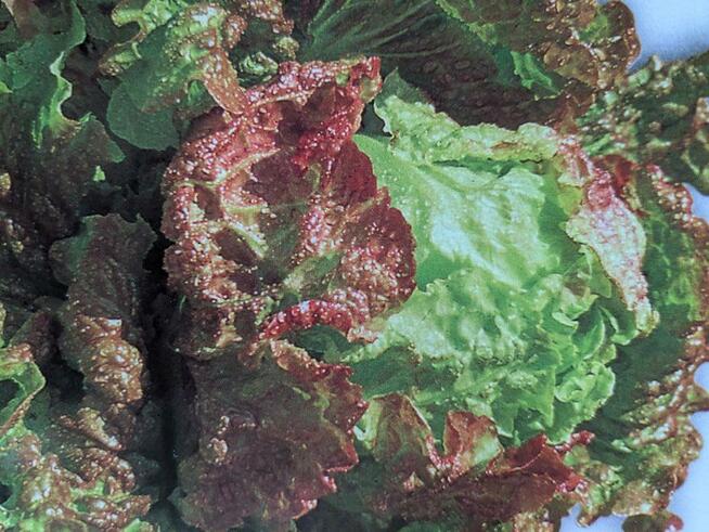 Warzywa Eco Salata kolorowa, cykoria, nasiona