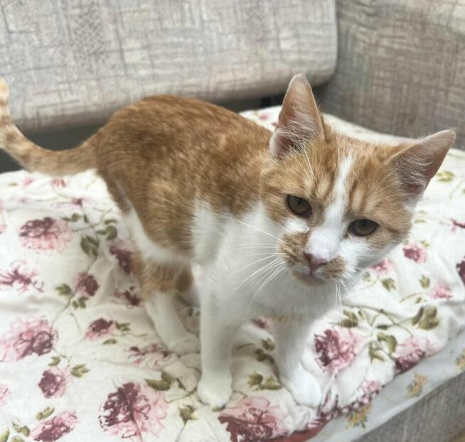 Milusińska ok. 5 mcz. wyjątkowa kiciunia do adopcji Białyst