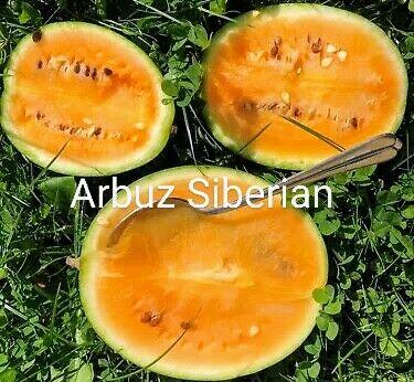 Ogórek Gruzin Palczik Roznasol Kustowoj nasiona kolekcjoners