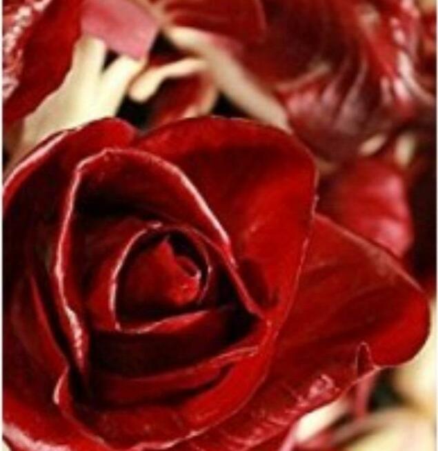 Warzywa Eco Salata kolorowa, cykoria, nasiona