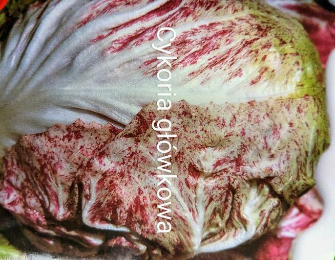 Ogórek Gruzin Palczik Roznasol Kustowoj nasiona kolekcjoners