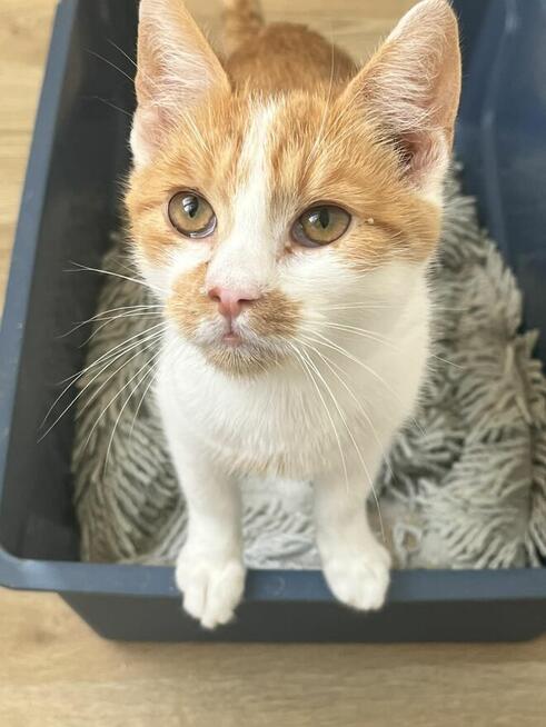 Milusińska ok. 5 mcz. wyjątkowa kiciunia do adopcji Białyst