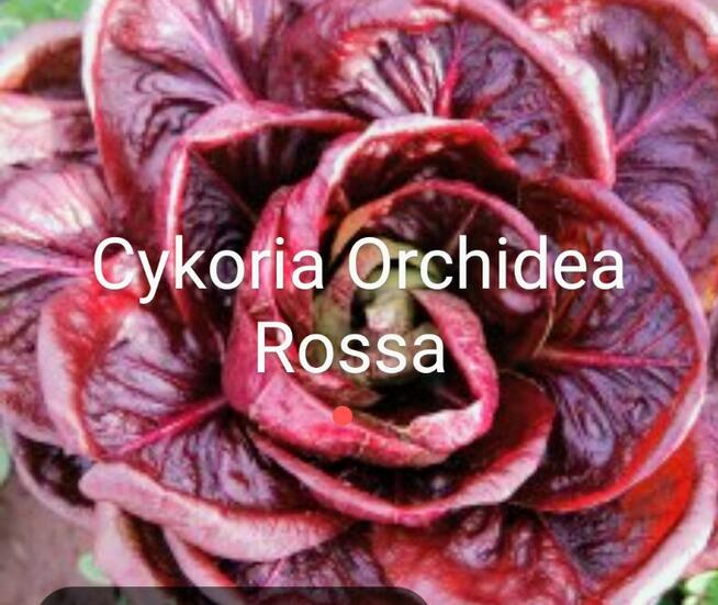 Warzywa Eco Salata kolorowa, cykoria, nasiona