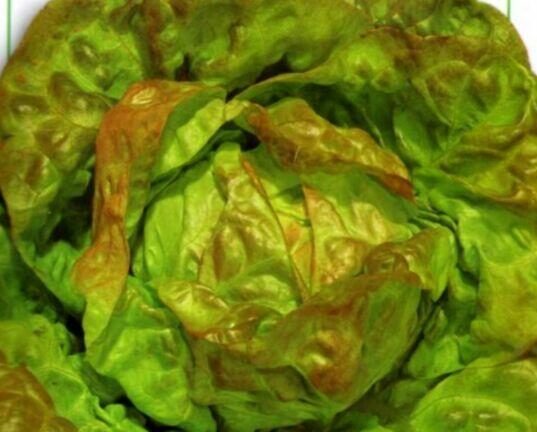 Cykoria ,sałata kolorowe nasiona że świata