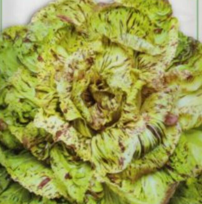 Warzywa Eco Salata kolorowa, cykoria, nasiona