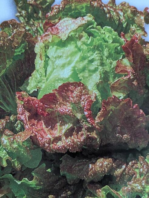 Cykoria ,sałata kolorowe nasiona że świata