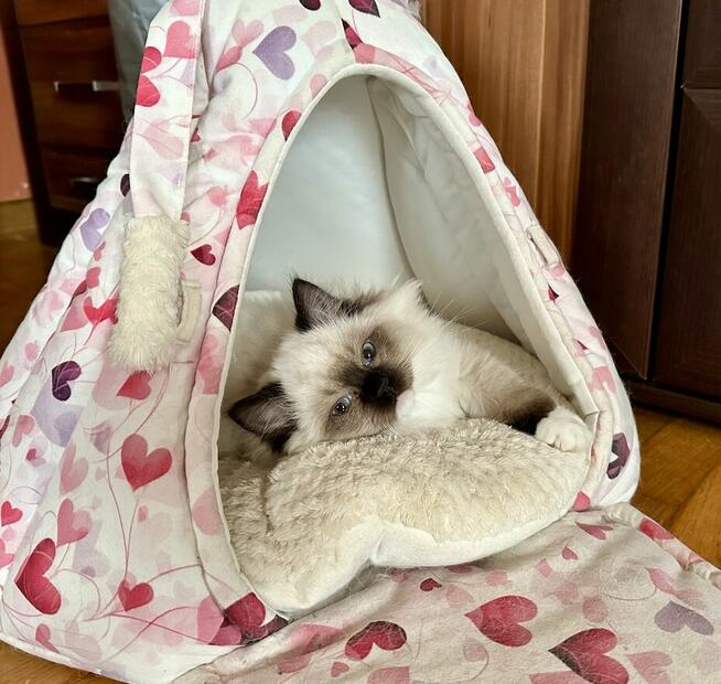 Ragdollki urocze kociaki