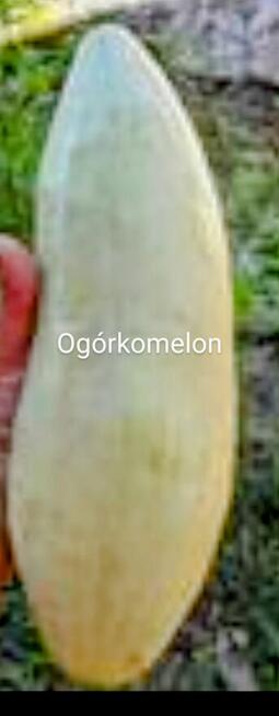 Melon Konfietnyj cukierek Słodki ogorkomelon