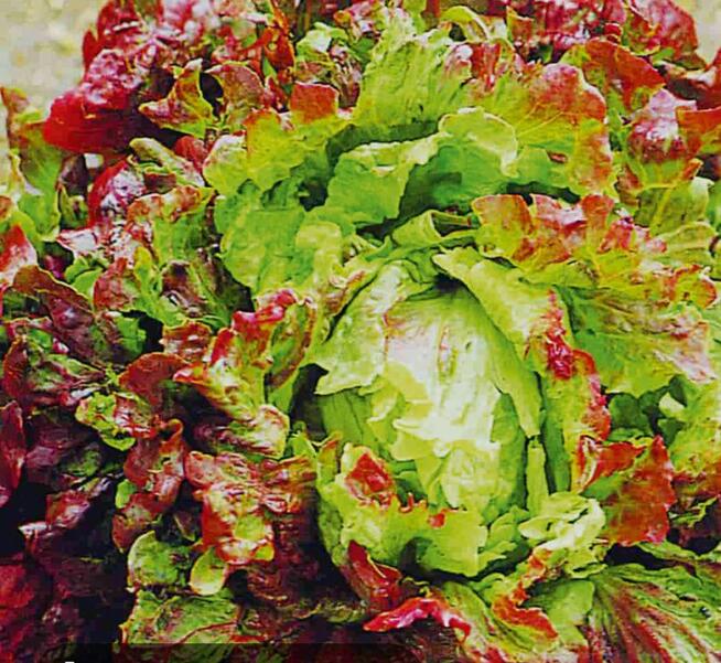 Cykoria ,sałata kolorowe nasiona że świata