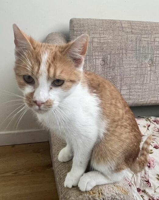 Milusińska ok. 5 mcz. wyjątkowa kiciunia do adopcji Białyst