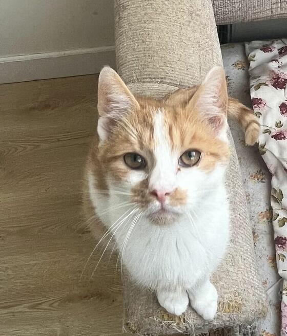 Milusińska ok. 5 mcz. wyjątkowa kiciunia do adopcji Białyst