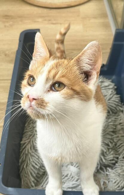 Milusińska ok. 5 mcz. wyjątkowa kiciunia do adopcji Białyst