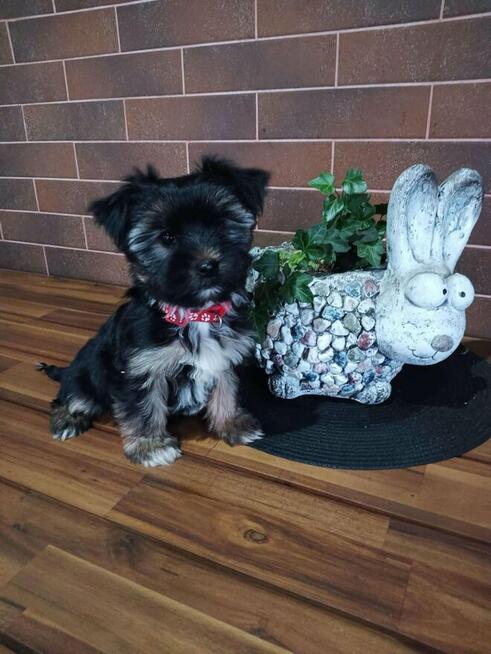 Yorkshire terrier