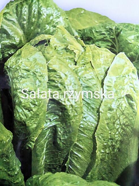 Sałata kapusta egzotyczna Tatsoi Pac choi Mizuna rzymsświata