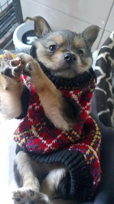 Pilne!!7 tyg szczeniaki pilnie [otrzebują adopcji Tarnobrzeg