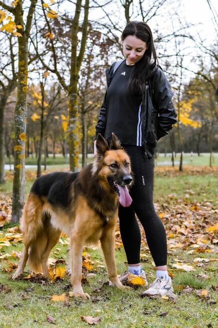 Cywil-pies w typie owczarka niemieckiego do adopcji