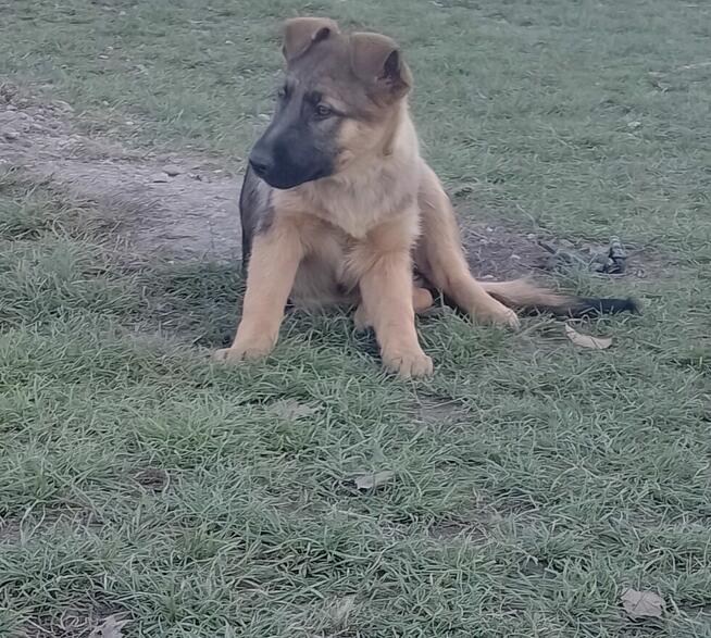 Owczarki niemieckie krótkowłose