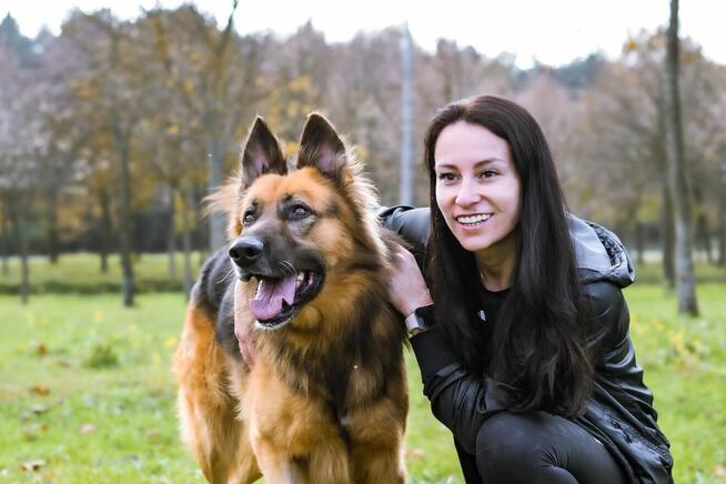 Cywil-pies w typie owczarka niemieckiego do adopcji