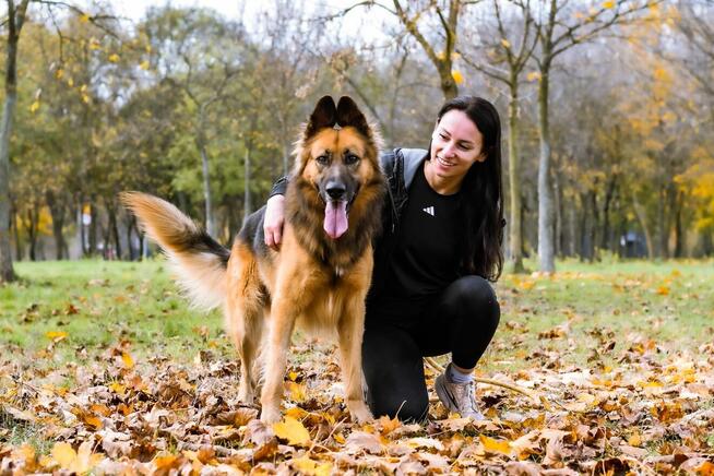 Cywil-pies w typie owczarka niemieckiego do adopcji