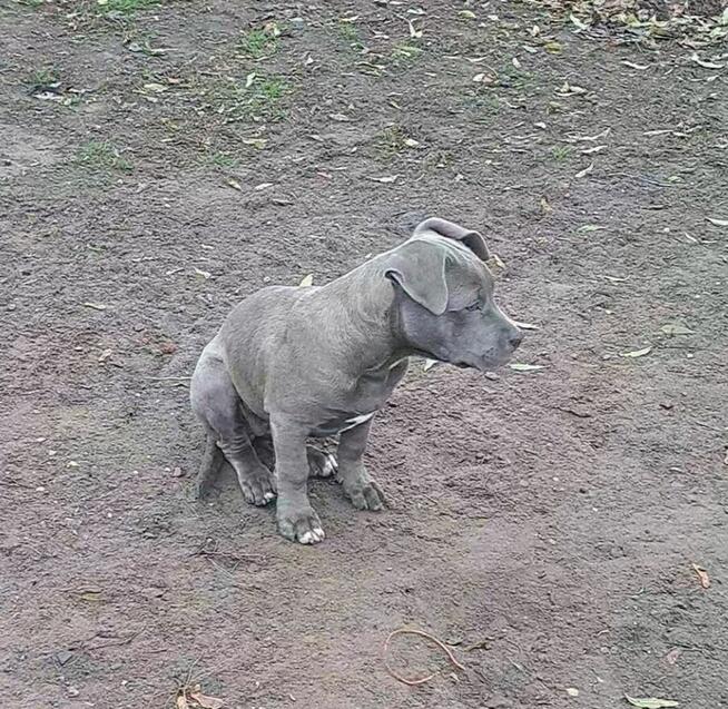 Amstaff