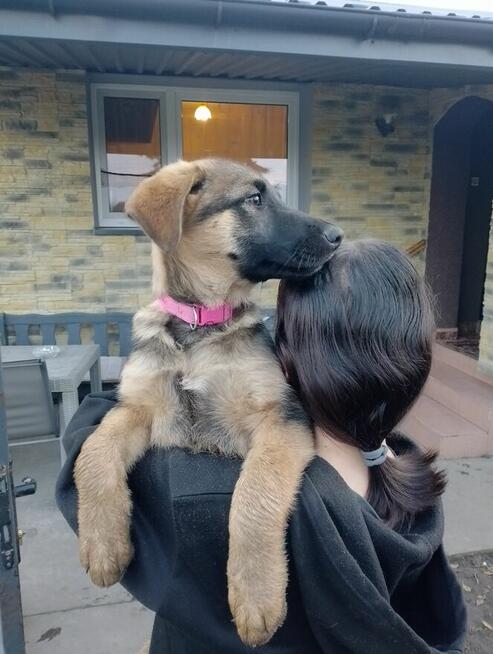 Owczarki niemieckie krótkowłose