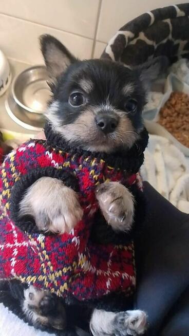 Pilne!!7 tyg szczeniaki pilnie [otrzebują adopcji Tarnobrzeg