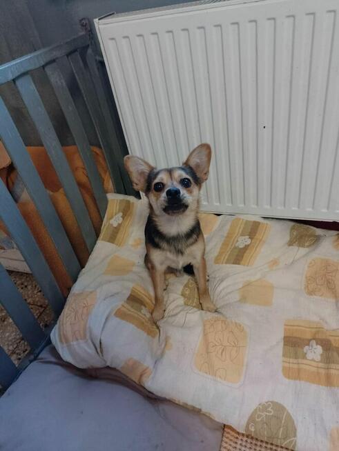 Pilne!!7 tyg szczeniaki pilnie [otrzebują adopcji Tarnobrzeg