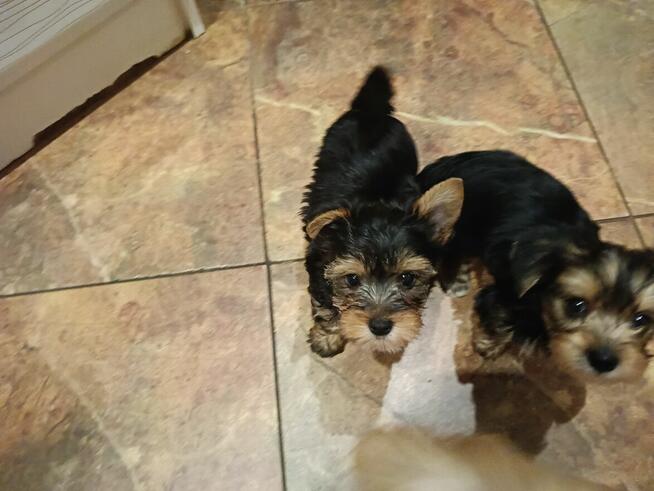 Yorki Terriery szczeniaki I Biwerki