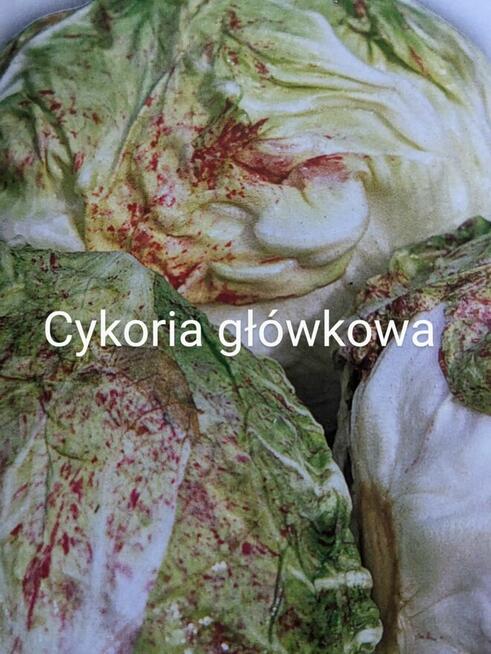 Warzywa Eco Salata kolorowa, cykoria, nasiona