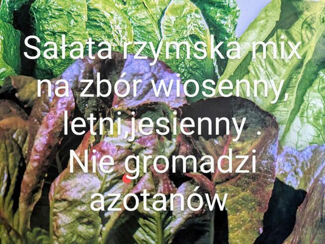 Sałata kapusta egzotyczna Tatsoi Pac choi Mizuna rzymsświata