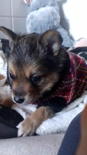 Pilne!!7 tyg szczeniaki pilnie [otrzebują adopcji Tarnobrzeg