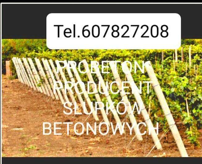 Słupki betonowe do siatki leśnej i szpaleru sadu