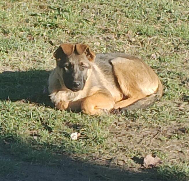 Owczarki niemieckie krótkowłose