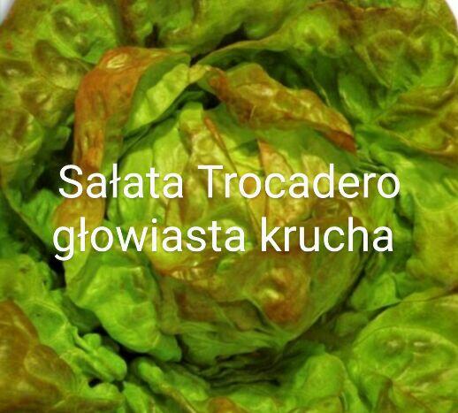 Sałata kapusta egzotyczna Tatsoi Pac choi Mizuna rzymsświata