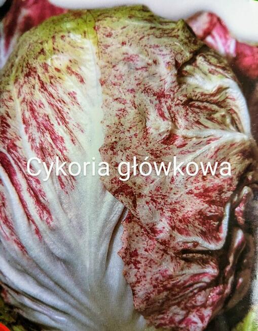 Sałata kapusta egzotyczna Tatsoi Pac choi Mizuna rzymsświata