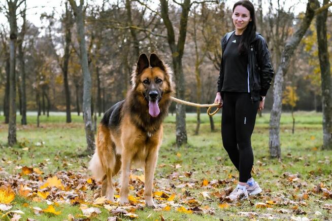 Cywil-pies w typie owczarka niemieckiego do adopcji