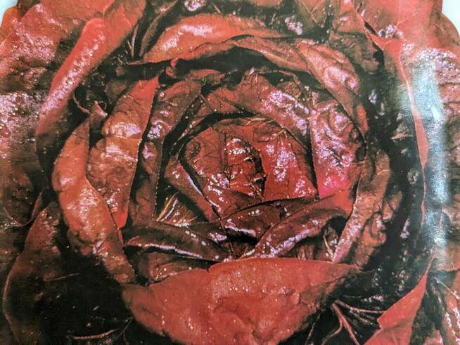 Warzywa Eco Salata kolorowa, cykoria, nasiona