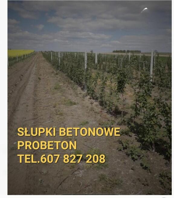 Słupki betonowe do siatki leśnej i szpaleru sadu