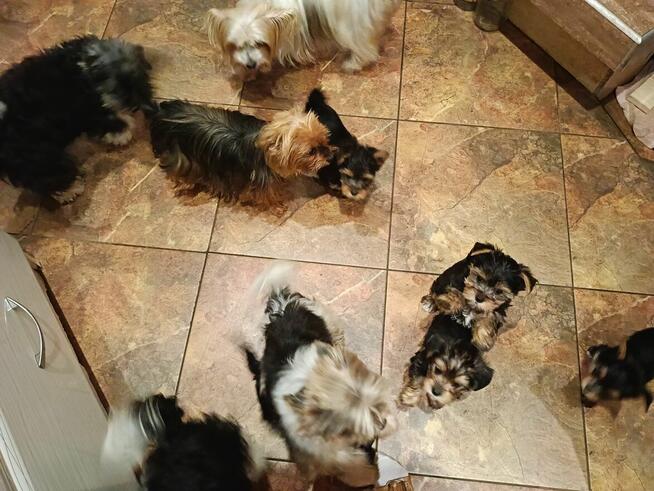 Yorki Terriery szczeniaki I Biwerki