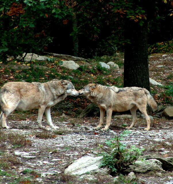 Zaproszenie do Tanca...