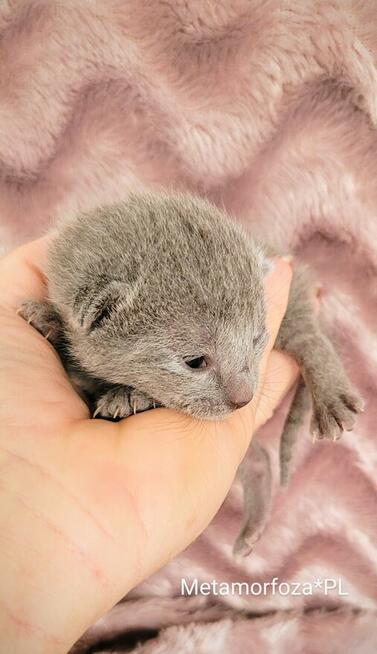 Kocięta rosyjskie niebieskie