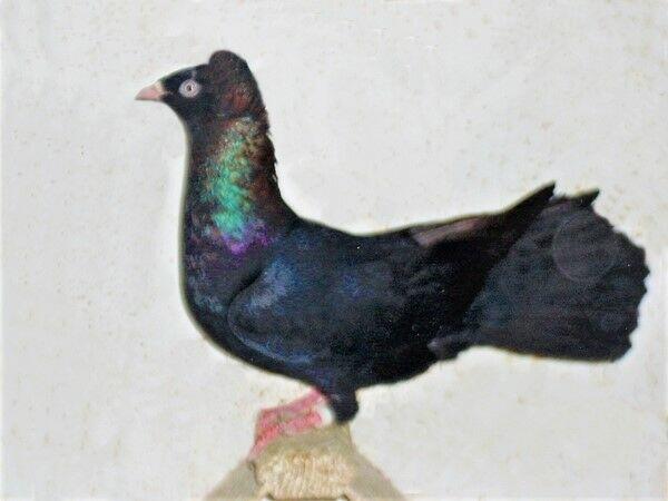 Gołębie, gdańskie wysokolotne, białe, czarne, mazery i srok.