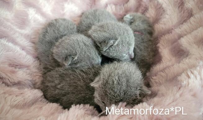 Kocięta rosyjskie niebieskie