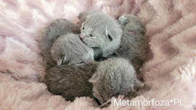 Kocięta rosyjskie niebieskie