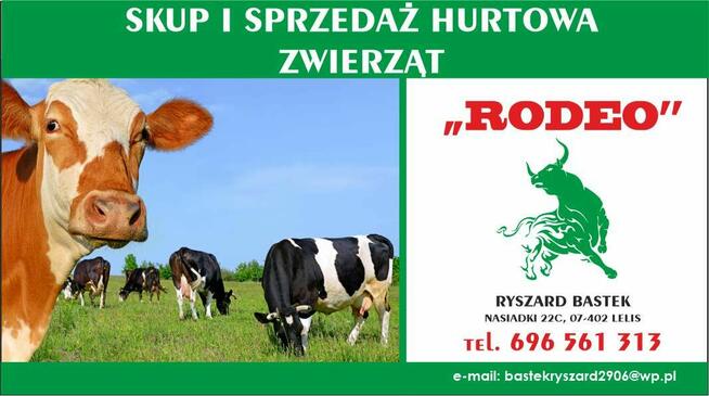 SKUP BYDŁA FIRMA RODEO