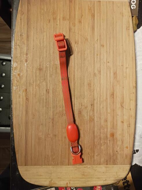 Obroża LED dla kota, psa pomarańczowa wysyłka gratis