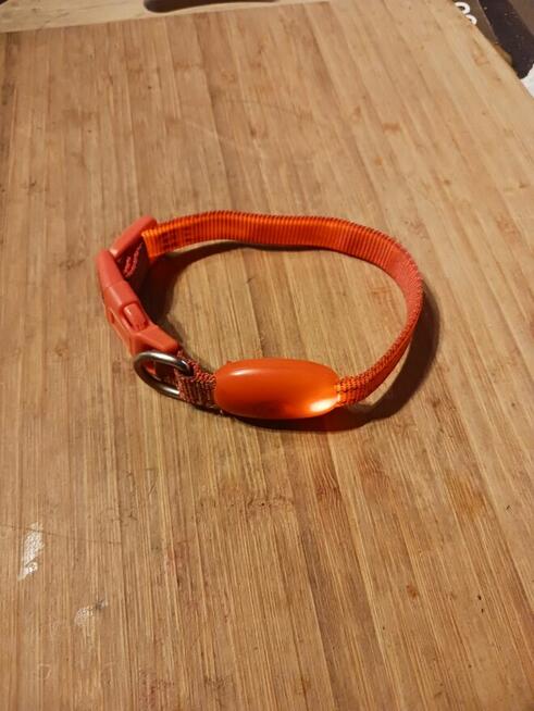 Obroża LED dla kota, psa pomarańczowa wysyłka gratis