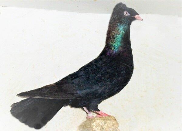 Gołębie, gdańskie wysokolotne, białe, czarne, mazery i srok.